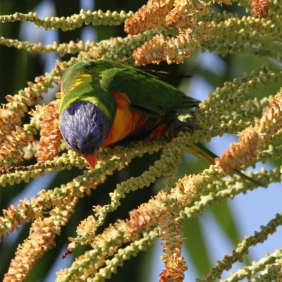 Colorful Parrot · S240