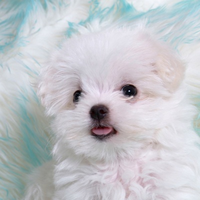 Little White Dog · S241