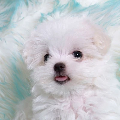 Little White Dog · S241