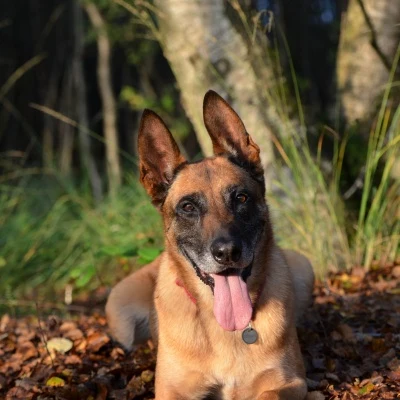 Upright-Eared Dog · S242