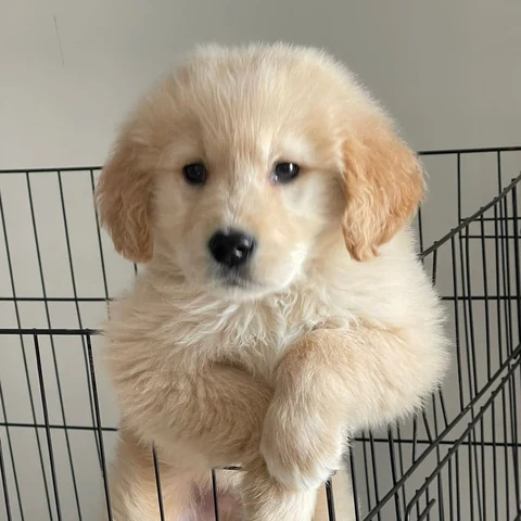 Cream Puppy · S243
