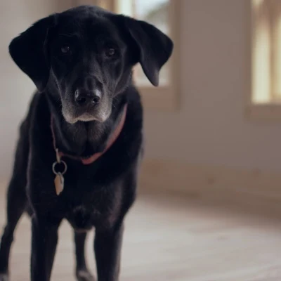 Black Dog · S244