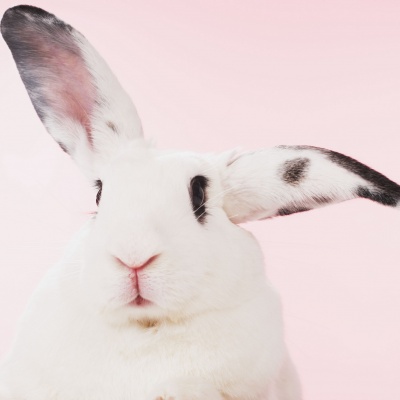 White Rabbit · S247