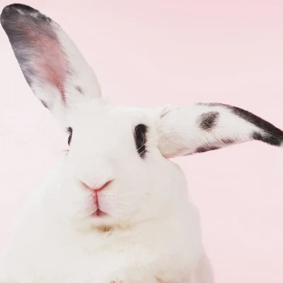 White Rabbit · S247