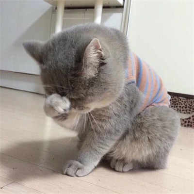 灰色幼猫 · S249