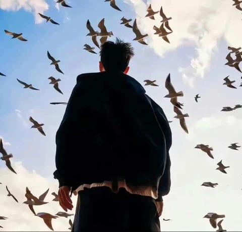 Birds in the Sky · S251